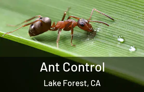  Ant Control Lake Forest, CA