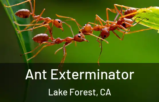  Ant Exterminator Lake Forest, CA