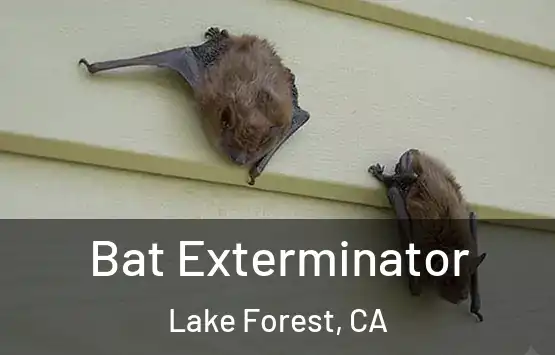  Bat Exterminator Lake Forest, CA