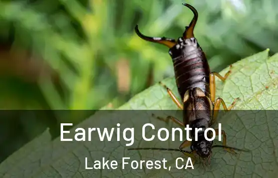  Earwig Control Lake Forest, CA