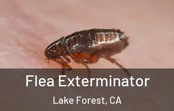  Flea Exterminator Lake Forest, CA
