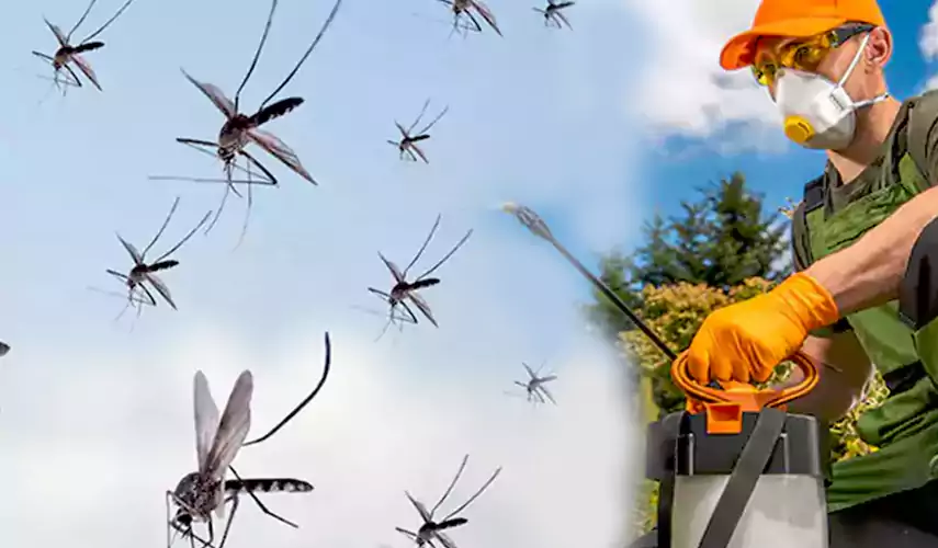 Mosquito Pest Control in Lake Forest, CA