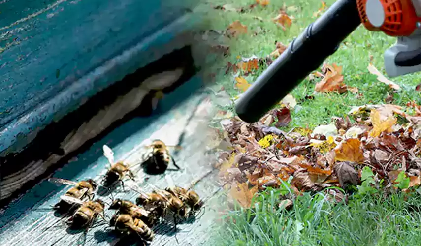 Wasps Pest Control Lake Forest, CA