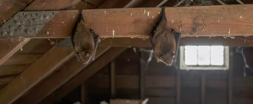 bat-exterminator in Lake Forest, CA
