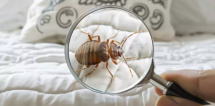 bed-bug-pest-control in Lake Forest, CA