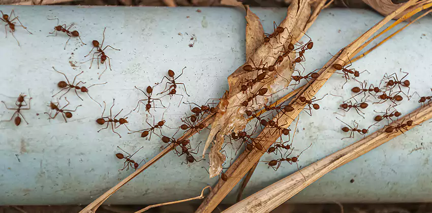 Fire Ant Extermination in Yards, Parks, and Outdoor Spaces Lake Forest, CA