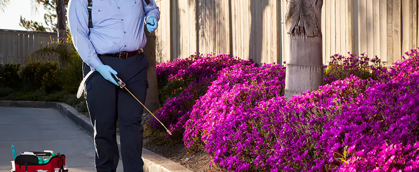 Commercial Mosquito Control Services in Lake Forest, CA