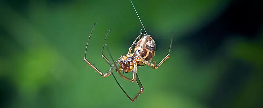 Spider and Mosquito Control Solutions Lake Forest, CA