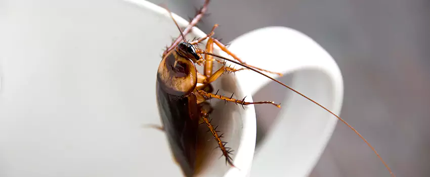 cockroach-treatment in Lake Forest, CA