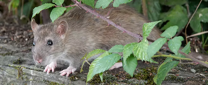 mice-control in Lake Forest, CA