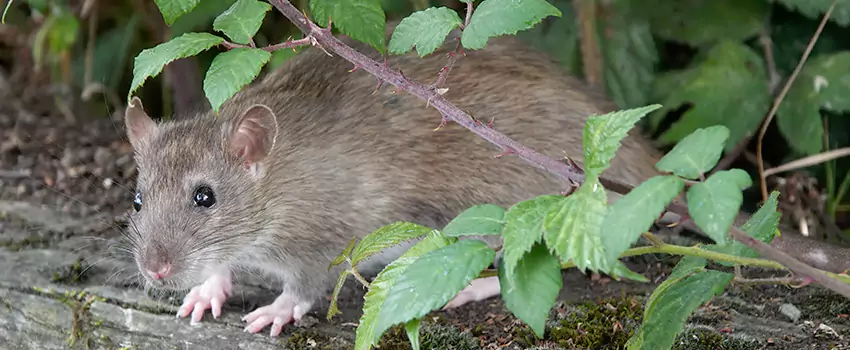 mouse-control in Lake Forest, CA