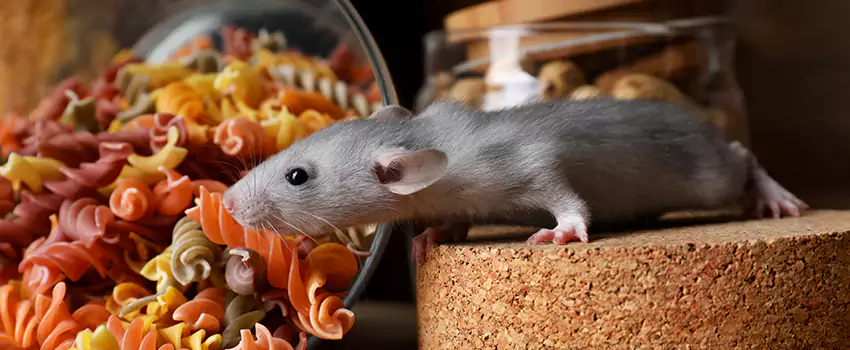 mouse-exterminator in Lake Forest, CA