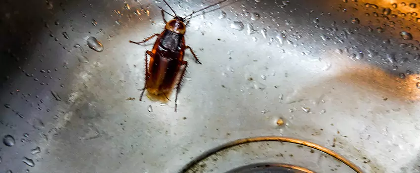 roach-control in Lake Forest, CA