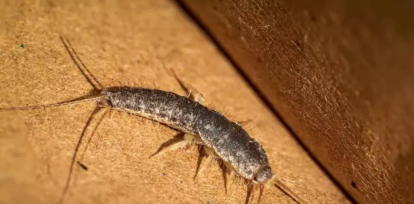 silverfish-control in Lake Forest, CA