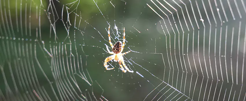 spider-pest-control in Lake Forest, CA