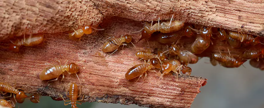 termite-treatment in Lake Forest, CA
