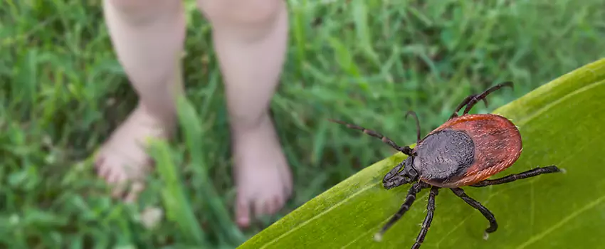 tick-treatment-for-yard in Lake Forest, CA