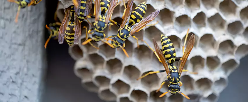wasp-pest-control in Lake Forest, CA