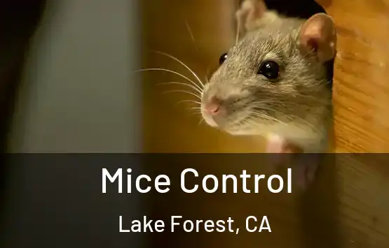  Mice Control Lake Forest, CA