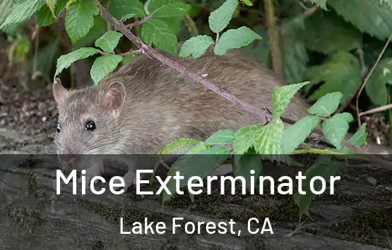  Mice Exterminator Lake Forest, CA