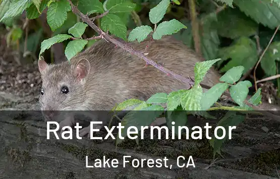  Rat Exterminator Lake Forest, CA