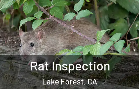 Rat Inspection Lake Forest, CA