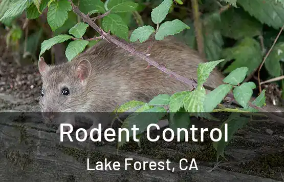 Rodent Control Lake Forest, CA