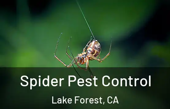  Spider Pest Control Lake Forest, CA