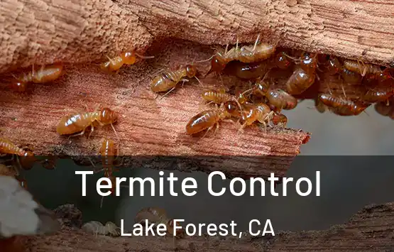  Termite Control Lake Forest, CA
