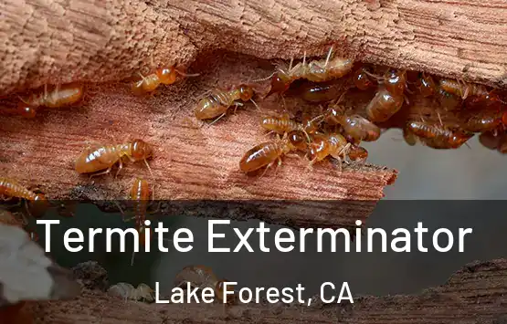  Termite Exterminator Lake Forest, CA