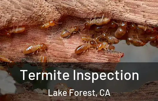  Termite Inspection Lake Forest, CA
