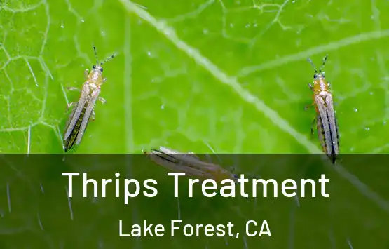  Thrips Treatment Lake Forest, CA