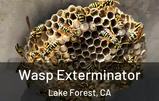  Wasp Exterminator Lake Forest, CA