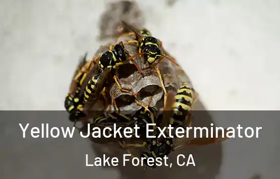  Yellow Jacket Exterminator Lake Forest, CA